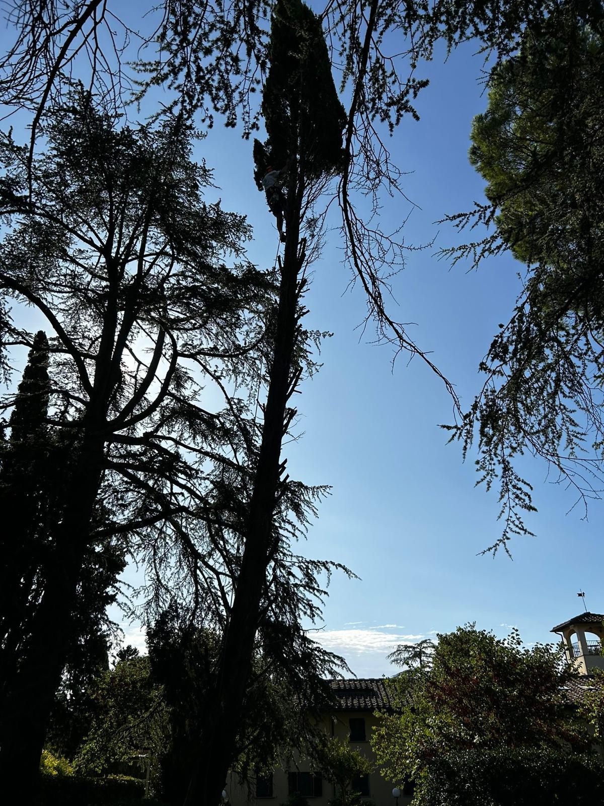 Potatura professionale di alberi e arbusti.